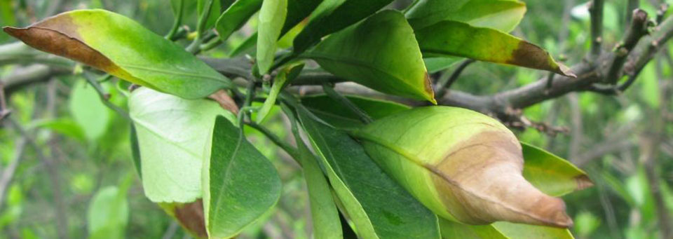 slider image 3