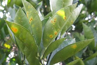 yellow flowers