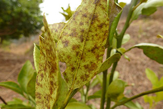 yellow flowers